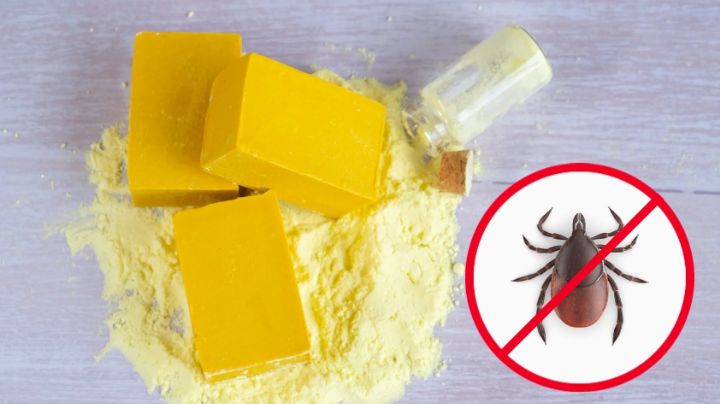 Con este jabón de azufre, acabarás con las chinches en un santiamén