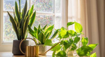 Verde por doquier: plantas y flores que ayudarán a mantener fresca tu casa