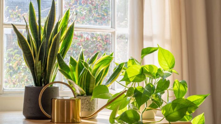 Verde por doquier: plantas y flores que ayudarán a mantener fresca tu casa