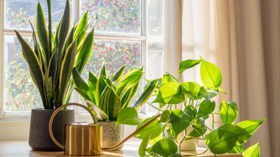 Si quieres una alternativa natural para mantener fresca tu casa, no dudes en usar estas plantas en tu casa, le darán la armonía necesaria