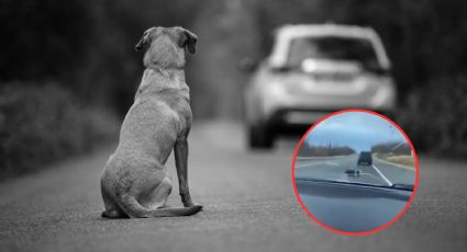 Abandonan a perro y a los pocos segundos encuentra nueva familia | VIDEO