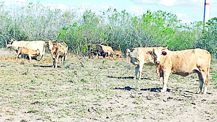 Abandona a los ganaderos San Isidro; se secan presas