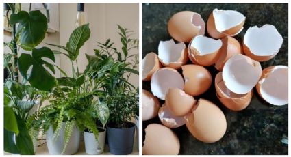 Por este motivo debes poner cáscara de huevo en tus plantas | VIDEO