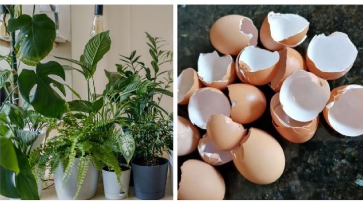Por este motivo debes poner cáscara de huevo en tus plantas | VIDEO