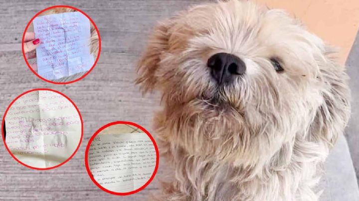 Perrito tiene triple vida: tiene 3 casas, 3 dueños y 3 nombres | FOTOS
