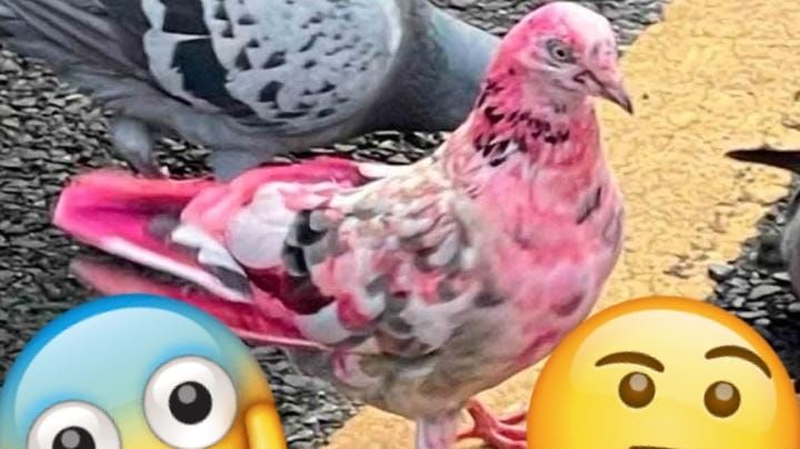 Extraña paloma color rosa sorprende a la gente; se disparan diversas teorías | VIDEO