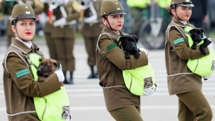Cachorros y agentes caninos se roban las miradas en desfile militar de independencia | VIDEO