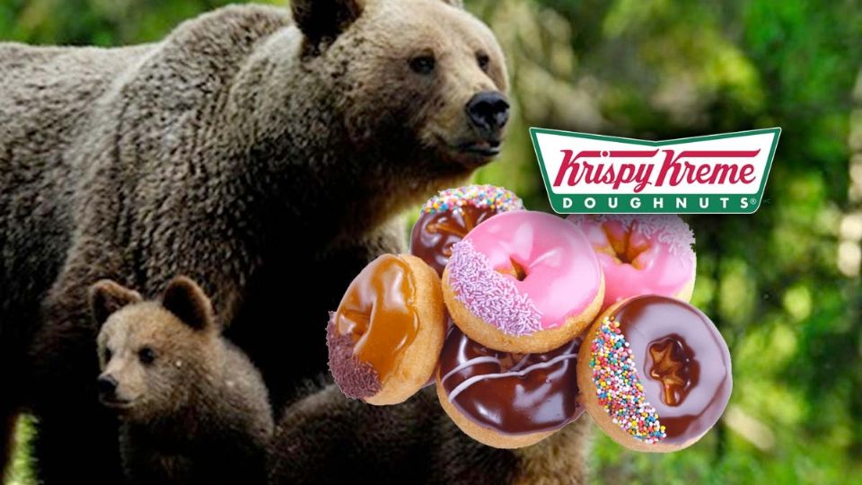 Osos devoran donas Krispy kreme
