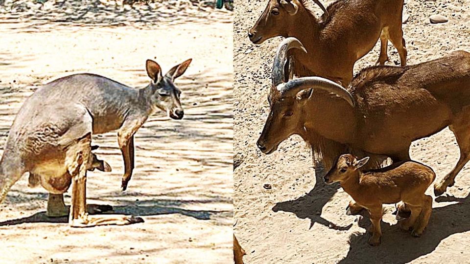 Nuevos nacimientos en zoológico de Nuevo Laredo