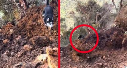 Perrito queda atrapado en medio de deslave de cerro, ¿salió con vida? | VIDEO