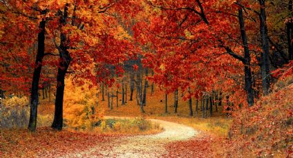 Estos son los mejores parques de Texas para admirar los colores del otoño