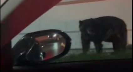 Acuden al llamado de un avistamiento de un oso negro en calles de sur de Monterrey | VIDEO