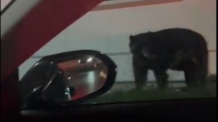 Acuden al llamado de un avistamiento de un oso negro en calles de sur de Monterrey | VIDEO