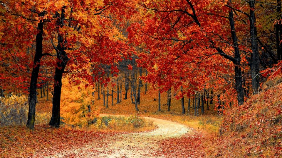 Conoce cuáles son los mejores parques de Texas para admirar el otoño