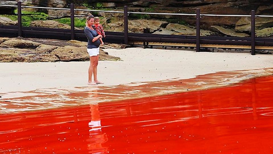 Mares roja en Texas