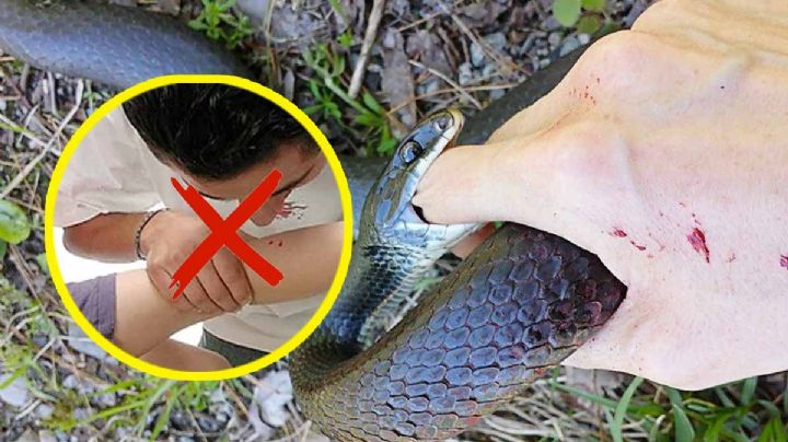 Si eres mordido por una víbora, esto es lo que se debe de hacer
