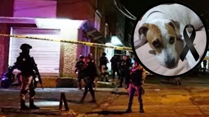 Perrito es asesinado al defender a su dueño de un asalto | FOTO