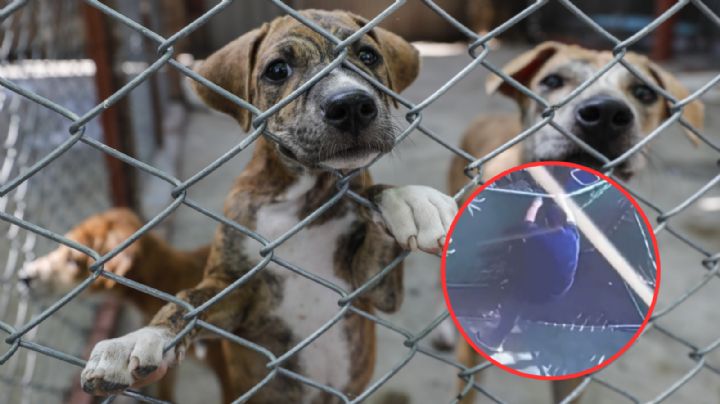 Empleado de estancia canina ahorca y patea a perrito sin piedad | VIDEO
