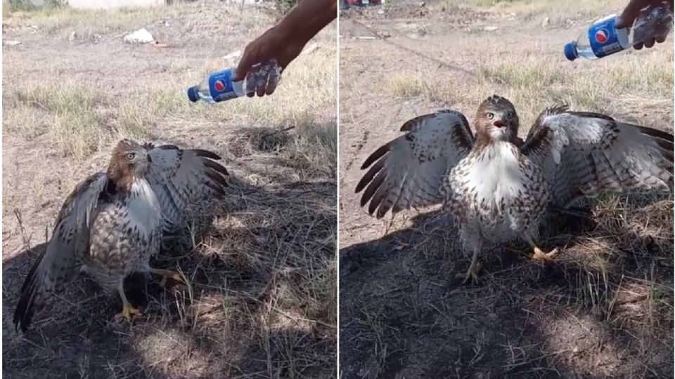 Halcón tuvo que bajar tras sufrir golpe de calor; un joven lo atiende