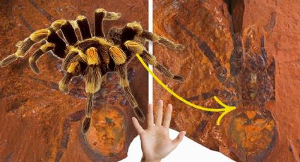 Encuentran fósil de araña gigante, era cinco veces más grande