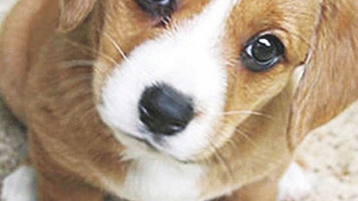 Habrá feria para adoptar mascotas