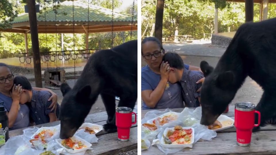 Gran susto se llevó la familia con este oso.