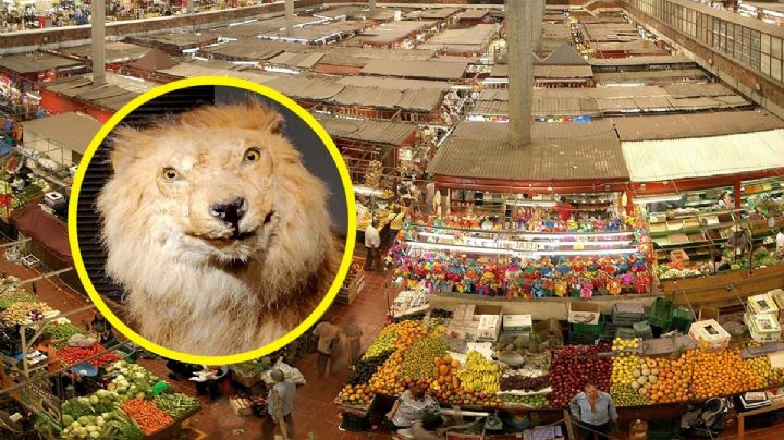 Mercado en México donde encuentras carnes exóticas por kilos