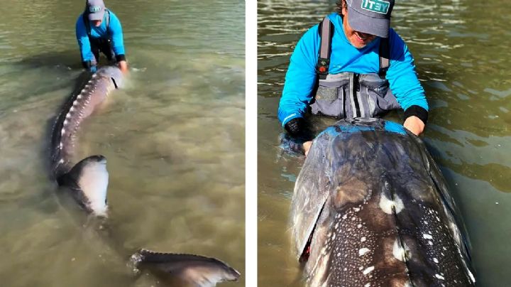 ¿Consideras que el catán es gigante? Este otro pez de Norteamérica es tres veces más grande