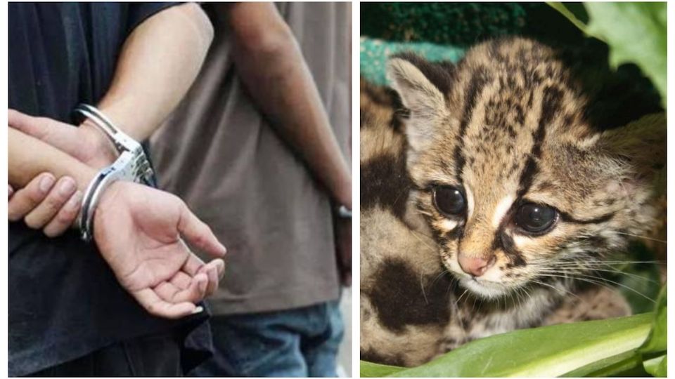 Un cachorro de Jaguar y otro de Margay o Tigrillo, fueron comerciados en el estacionamiento de una tienda de artículos deportivos al exterior y campismo, en el Valle De Texas.