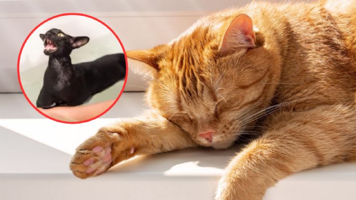 ¿Los gatos odian el agua? Aquí te contamos acerca de esta creencia popular