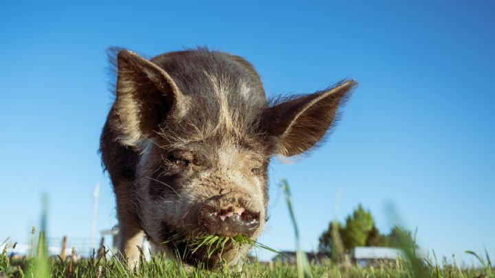 Cerdo gigante ataca a familia de Texas, los 'encierra' en su propia casa