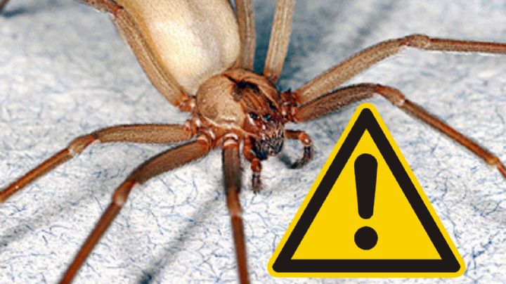 Araña violinista: estos lugares de tu casa son sus escondites favoritos