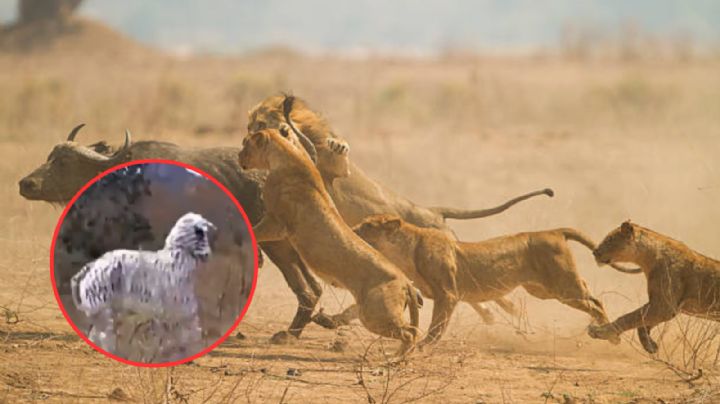 Un par de hombres son atacados por dos leones; estaban disfrazados como una cebra | VIDEO