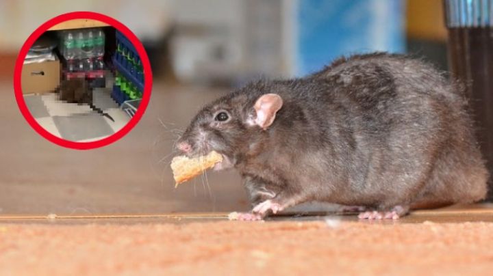 Captan a rata gigante en Nueva York; es del tamaño de un perro | VIDEO