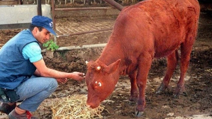 Nace Vaca Roja en Israel: ¿Qué dice la profecía? 