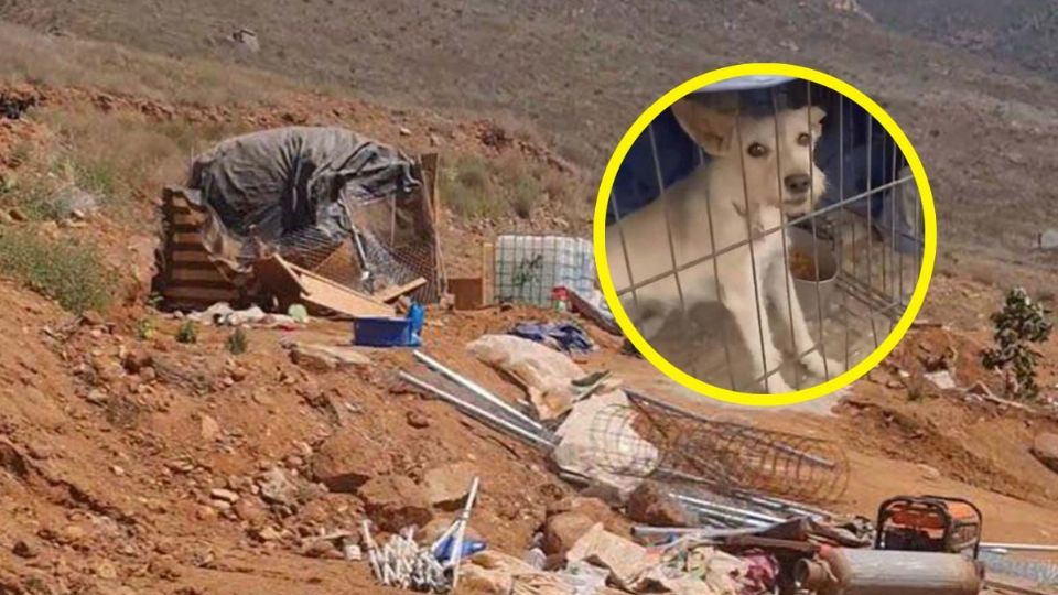 Empresa destruye albergue y mata a decenas de perritos