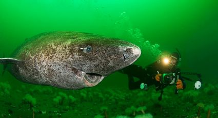 Avistan sorprendente tiburón 'abuelo' cerca de Quintana Roo; tiene más de 500 años