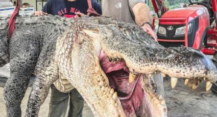 Cazan cocodrilo gigante entre cuatro hombres y rompen marca; tardan 7 horas en atraparlo | VIDEO