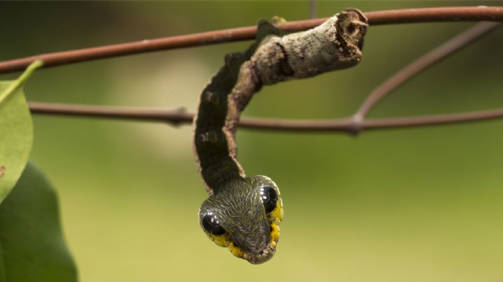 La sorprendente oruga que se disfraza de serpiente venenosa para despistar al enemigo | VIDEO