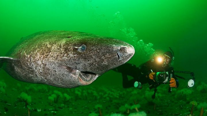 Avistan sorprendente tiburón 'abuelo' cerca de Quintana Roo; tiene más de 500 años