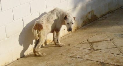 Alerta en Reynosa por casos de abuso sexual contra animales