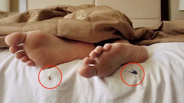 Araña violinista o viuda negra, ¿cuál es más peligrosa y por qué?