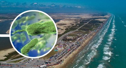 Bacteria carnívora llega a playas de México; emiten alerta por su presencia en el Golfo