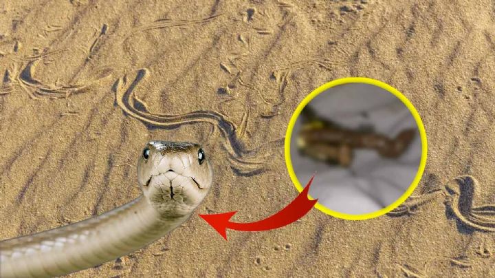Cómo saber si hay una víbora en casa, si ves esto no lo toques
