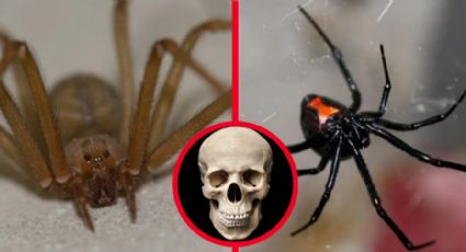 ¿Qué arañas son las más peligrosas en México? Aprende a identificarlas