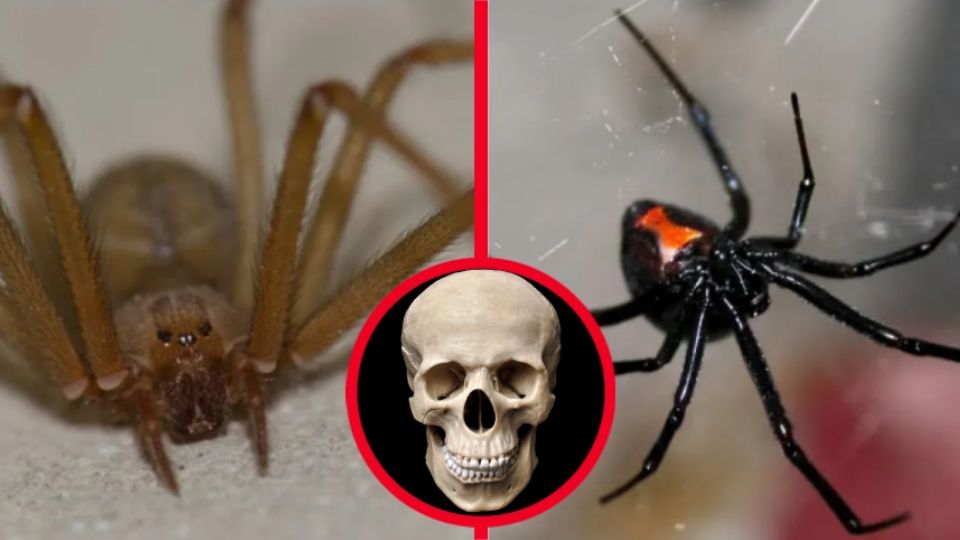 Ten cuidado de estas dos especies, son consideradas de las más venenosas en el mundo