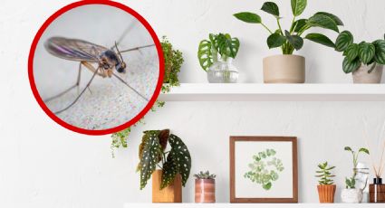 Cómo eliminar los molestos mosquitos en tus plantas de interior