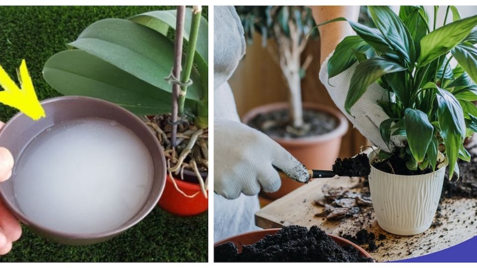Las plantas necesitan algunos fertilizantes y puedes obtenerlos con simples artículos.