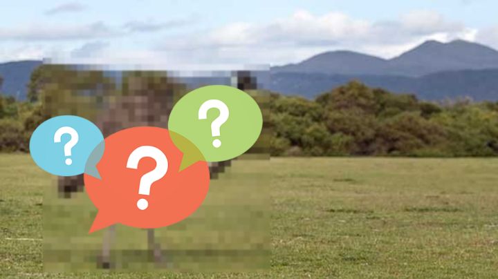 Esta criatura prehistórica habita en Nuevo Laredo; puede ser encontrada en este lugar