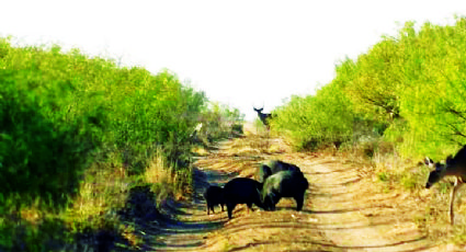 Esperan más de 3 mil cazadores del ‘cola blanca’